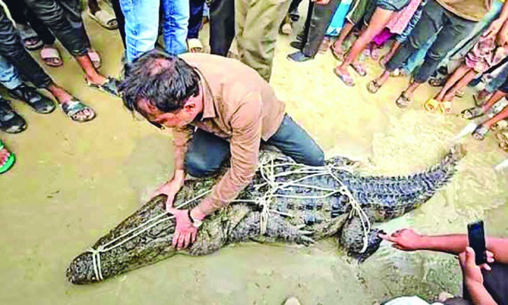 পদ্মায় জেলের জালে ধরা পড়ল ১১ ফুটের কুমির