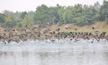 পর্যটনের নতুন ঠিকানা ভাড়ারদহ বিল