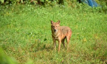 জাহাঙ্গীরনগরে বাড়ছে শেয়ালের আক্রমণ