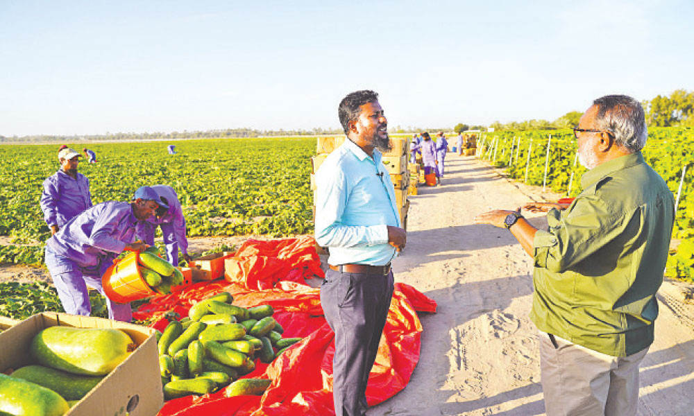 প্রবাসে কৃষিকাজ করে সিআইপি সম্মাননা