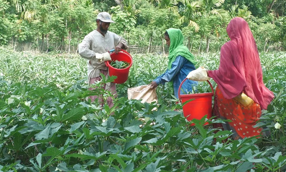 ৪৮ কেজি পণ্য দিলে ৪০ কেজির দাম পান কৃষক!