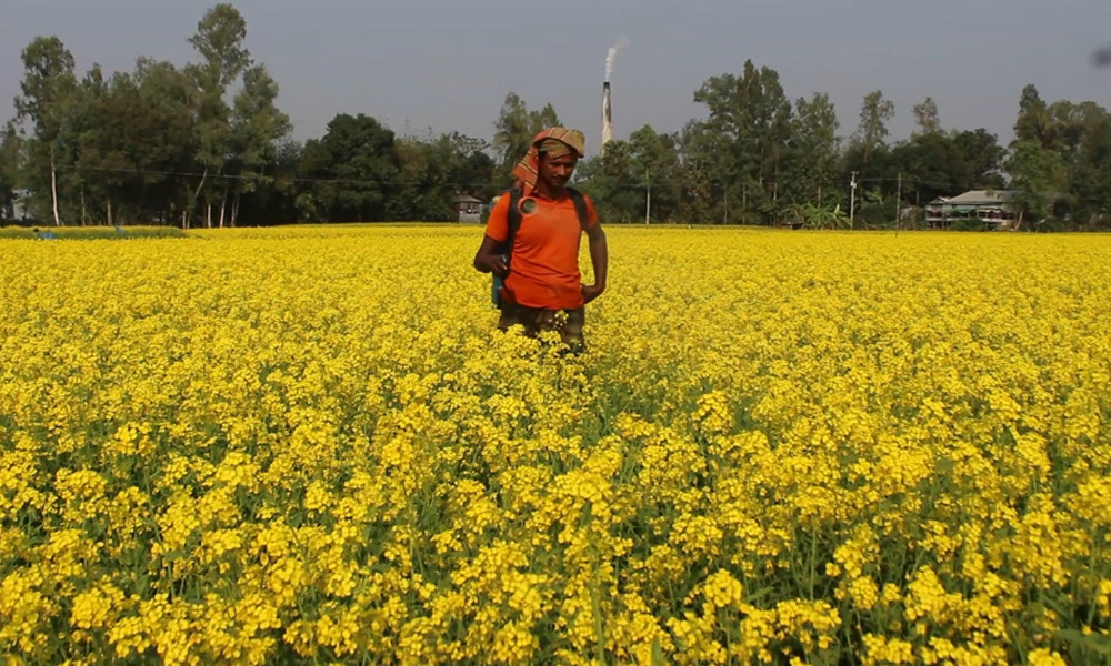 উল্লাপাড়ায় সরিষার বাম্পার ফলনের সম্ভাবনা