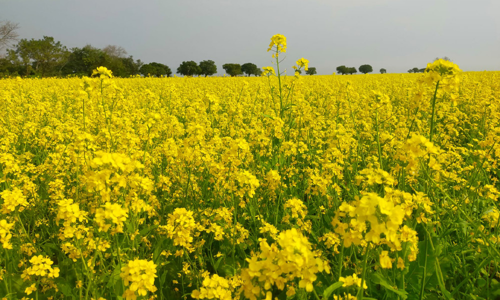 হাওরে বাড়ছে সরিষা চাষ, উৎপাদন হবে ৬৫ কোটি টাকার