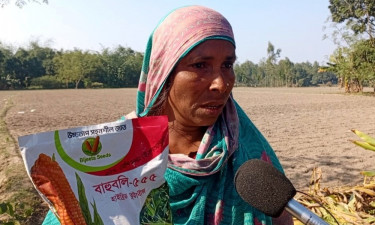 লালমনিরহাটে ভুট্টার বীজে প্রতারিত কৃষক, লাপাত্তা ডিলার