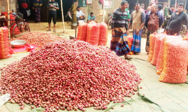 কমেছে নতুন পেঁয়াজের দাম