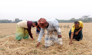 গলাচিপায় লক্ষ্যমাত্রার চেয়ে বেশি আলু আবাদ