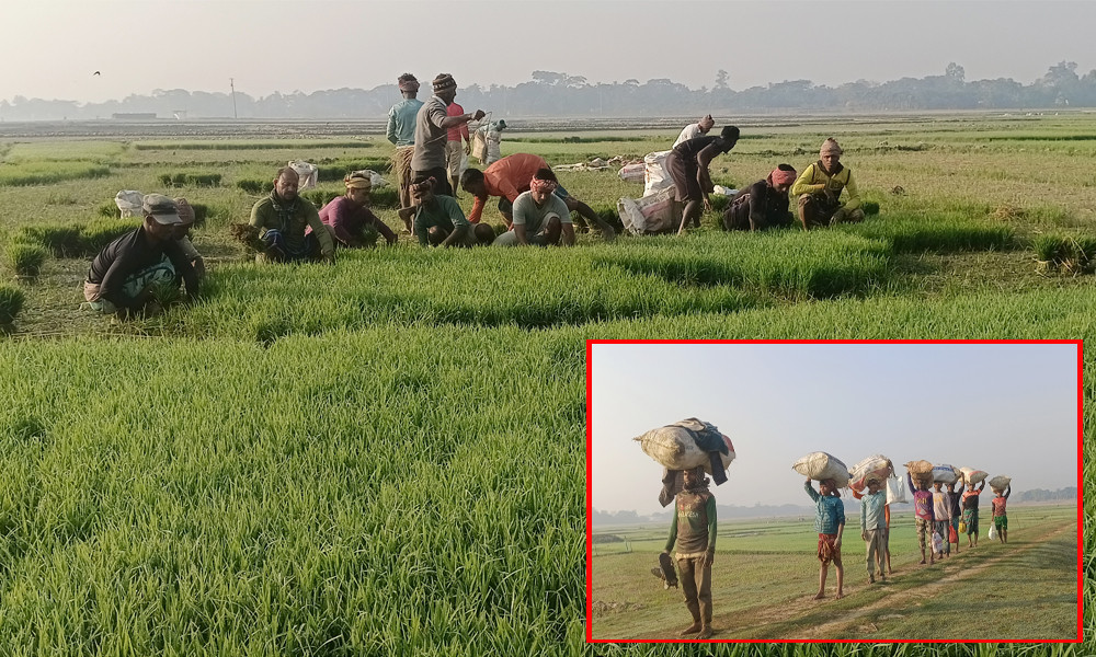 বোরো আবাদে ব্যস্ত হাওরাঞ্চল, সেচ ও শ্রমিক সংকট