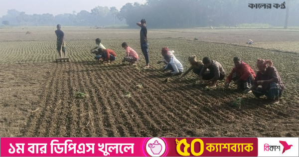 সালাথা-নগরকান্দায় হালি পেঁয়াজের চারা রোপণ উৎসব