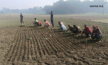 সালথা-নগরকান্দায় হালি পেঁয়াজের চারা রোপণ উৎসব