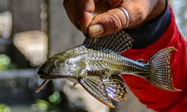 নদীতে কিলবিল করছে দেশি মাছের শত্রু ‘সাকার’