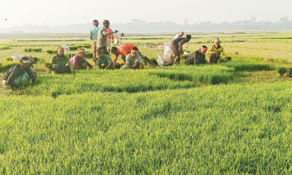 ধানের চারা তুলতে ব্যস্ত শ্রমিক