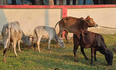 গরুসহ পিকআপ ফেলে পালাল চোর, অতঃপর...