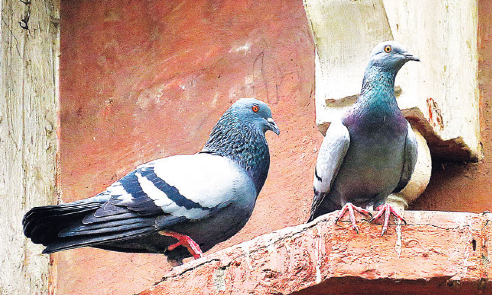 পায়রা