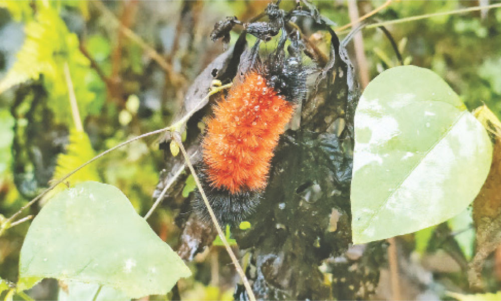 যে পোকা শীতের পূর্বাভাস দেয়