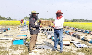 ইউটিউব দেখে মৌ চাষে সফল শাহ আলম