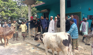 চকরিয়ায় আ. লীগ নেতার গোয়ালঘর থেকে চোরাই গরু উদ্ধার