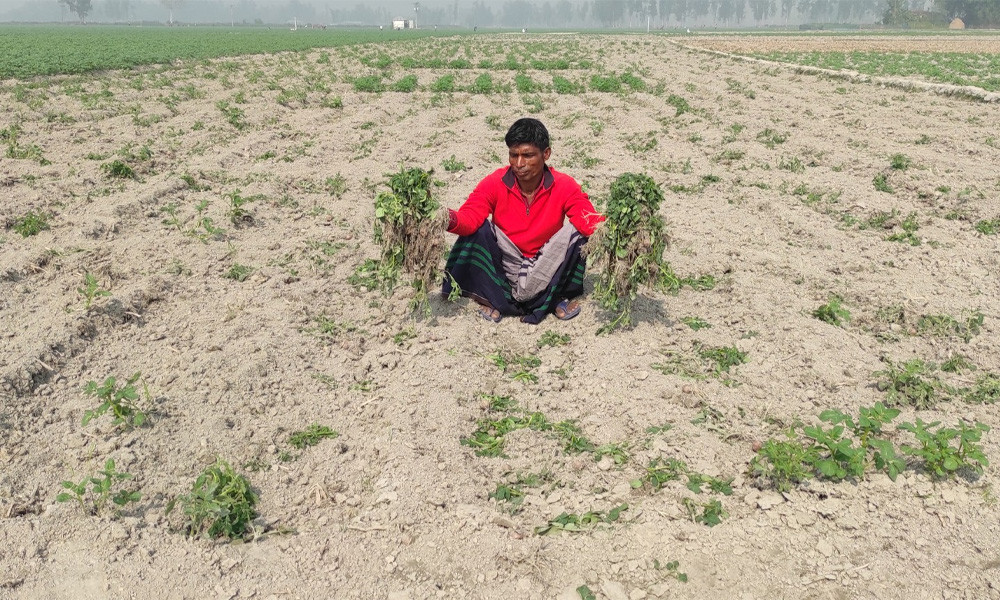 বর্গাচাষিদের আলুগাছ উপড়ে দিল প্রতিপক্ষ