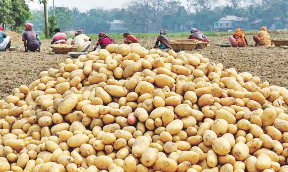 নতুন নাকি পুরনো, কোন আলু স্বাস্থ্যের জন্য ভালো