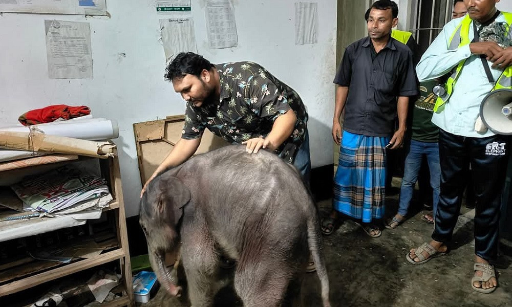 টেকনাফে পাহাড়ে বাচ্চা প্রসবের পর মা হাতির মৃত্যু