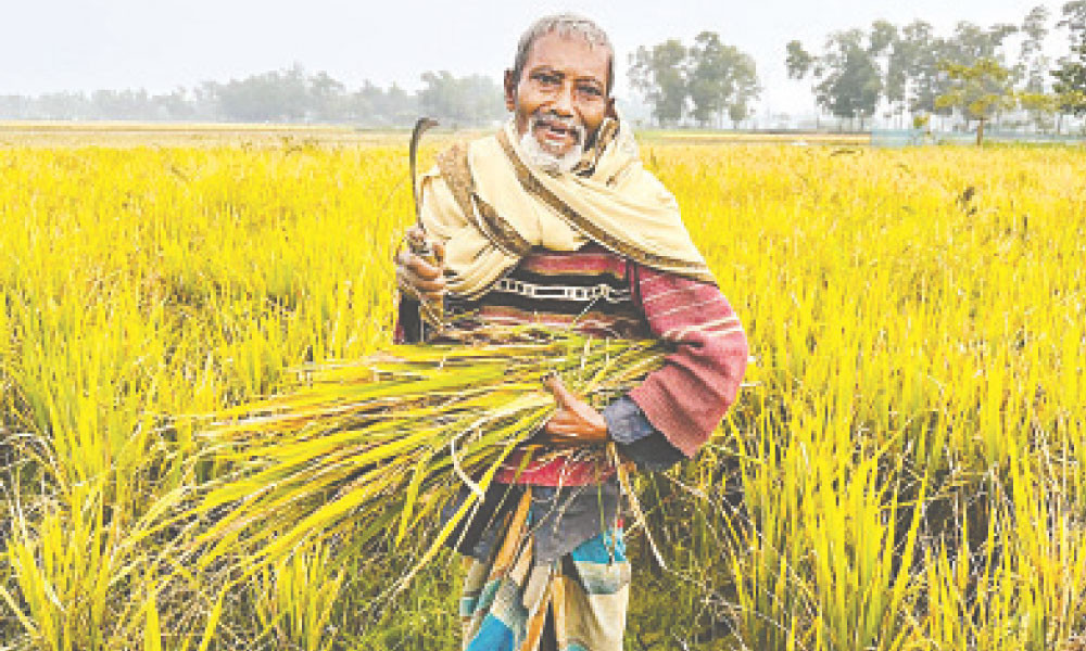 ভুল বীজে কৃষকের সর্বনাশ!