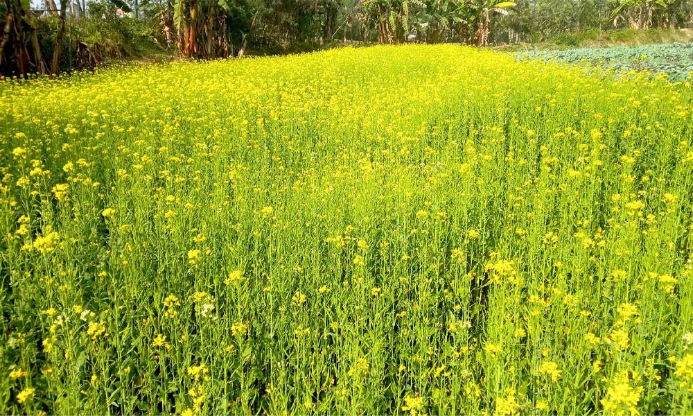 ফকিরহাটে সরিষার বাম্পার ফলনের স্বপ্ন দেখছেন কৃষকরা