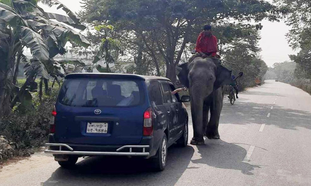 হাতি দিয়ে চাঁদাবাজি, আতঙ্কে পথচারীরা