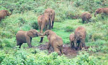 চকরিয়া-লামা সীমান্তে বন্য হাতির আক্রমণে প্রাণ গেল কৃষকের