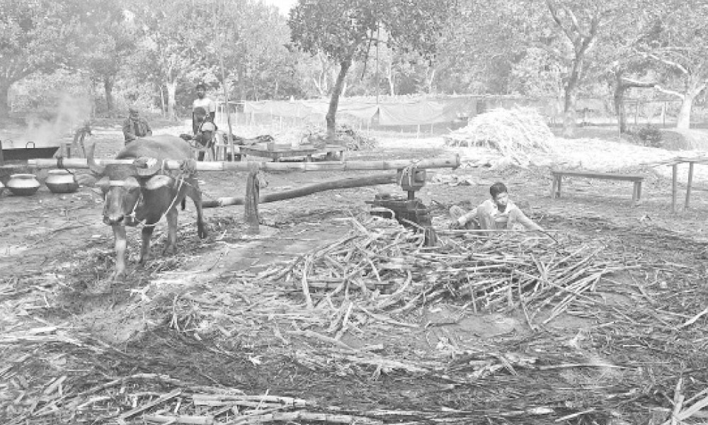 মহিষের শ্রমে কোটি টাকার লালি