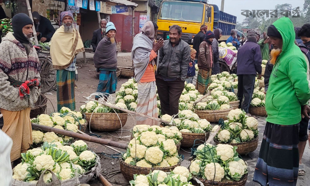 প্রতি পিস ফুলকপি বিক্রি হচ্ছে ৫০ পয়সায়