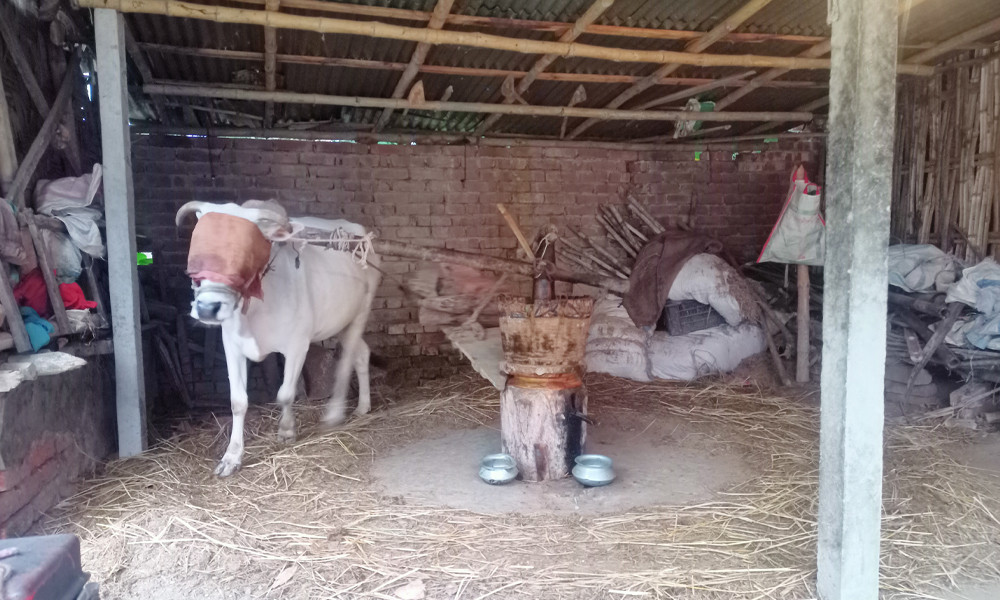 কালের বিবর্তনে হারিয়ে যাচ্ছে গ্রামবাংলার ঐতিহ্যবাহী ঘানিশিল্প