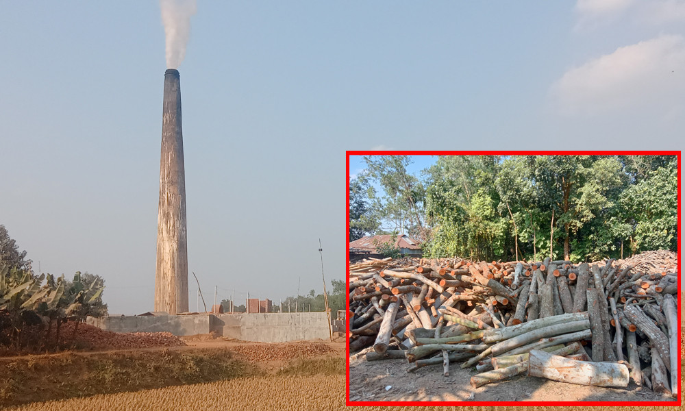 বন উজাড় করে ইটভাটায় পোড়ানো হচ্ছে কাঠ