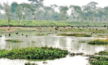 পাখির কলতানে মুখর চা-বাগান লেক