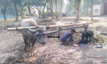 মহিষের শ্রমে কোটি টাকার লালি