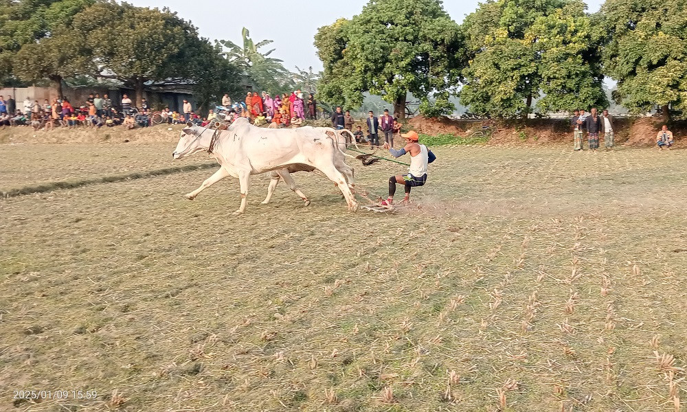 গরুর মই দৌড় প্রতিযোগিতা দেখতে কিশোরগঞ্জে মানুষের ভিড়