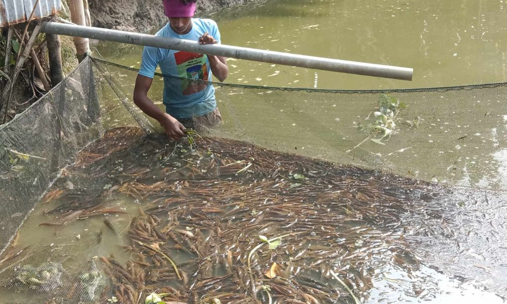 নেত্রকোনায় পুকুরে বিষ প্রয়োগে ১৫ লাখ টাকার শিং মাছ নিধনের অভিযোগ