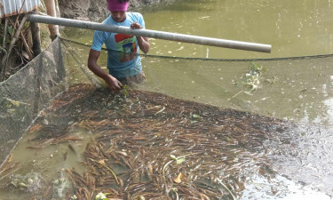 নেত্রকোনায় পুকুরে বিষ প্রয়োগে ১৫ লাখ টাকার শিং মাছ নিধনের অভিযোগ