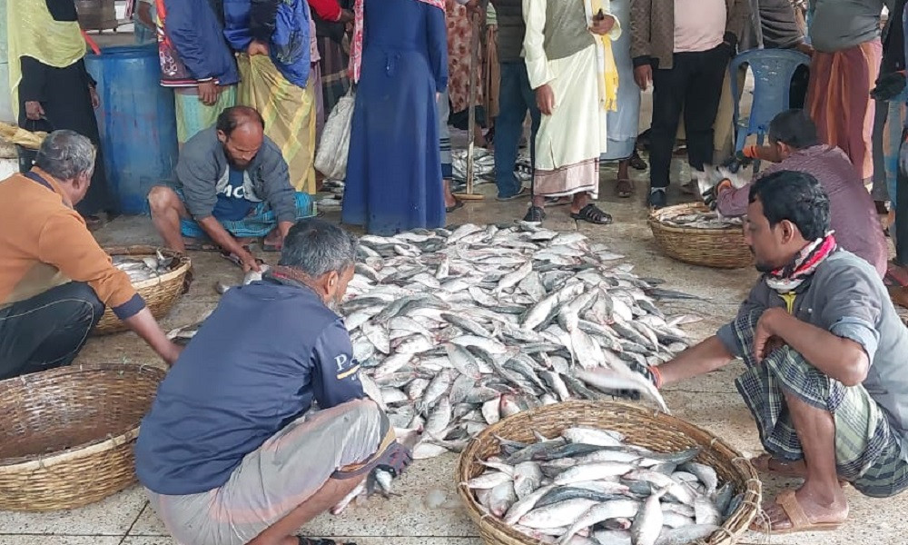 কলাপাড়ায় এক ট্রলারেই উঠল ৪০ লাখ টাকার ইলিশ