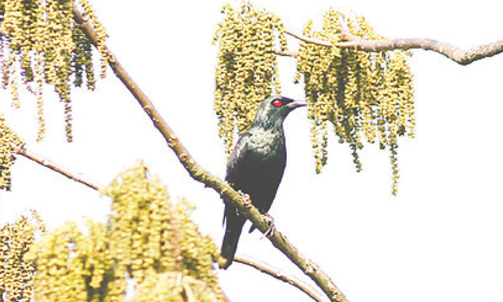 সবুজ বনের তেলশালিক