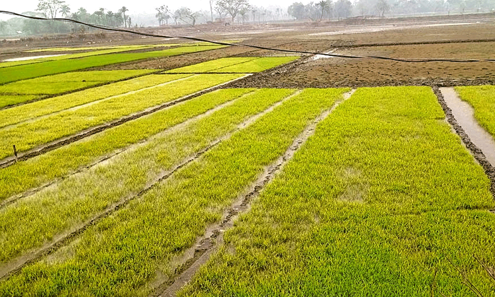 কেশবপুরে কোল্ড ইনজুরিতে আক্রান্ত বোরো বীজতলা, বিপাকে কৃষকেরা