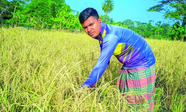 ধান কাটা নিয়ে দিশেহারা কৃষক, টাকায়ও মিলছে না শ্রমিক!