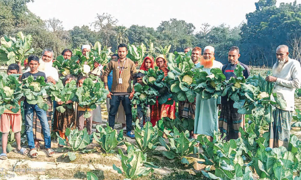 সরাসরি কৃষকের কাছ থেকে ফুলকপি কিনছে স্বপ্ন