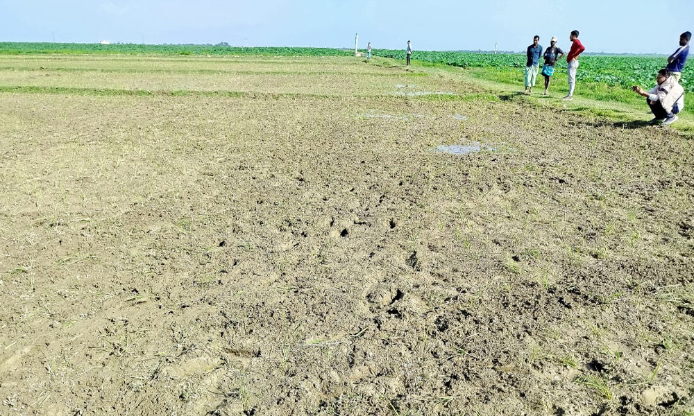 মই দিয়ে কৃষকের বোরো ধান নষ্ট করল প্রতিপক্ষ