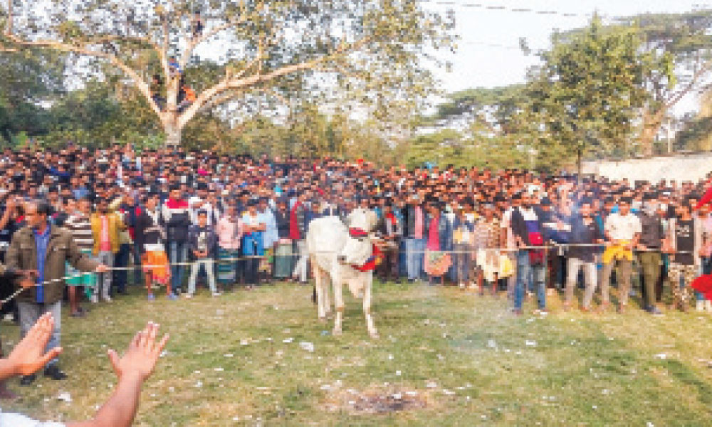 গরুদৌড় প্রতিযোগিতায় মানুষের ঢল