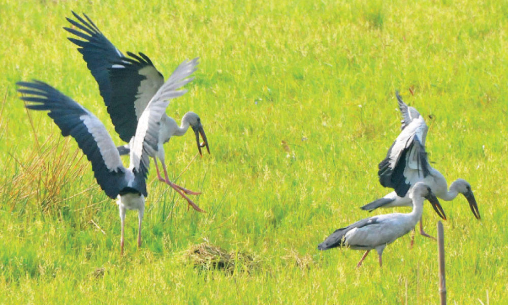 খাবারের সন্ধানে