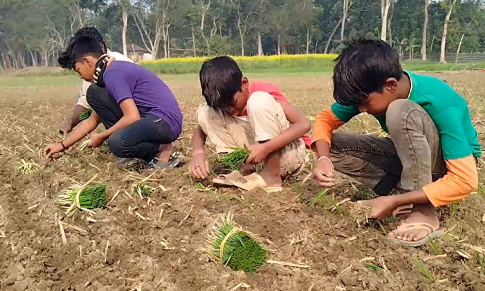 পেঁয়াজ রোপনে শ্রমিক সংকট, মাঠে শিক্ষার্থীরা