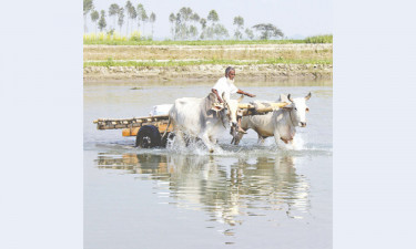 গরুর গাড়ি