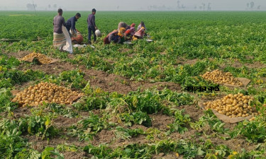 আগাম আলুর বাজারে ধস, খরচ তুলতে হিমশিম কৃষকের