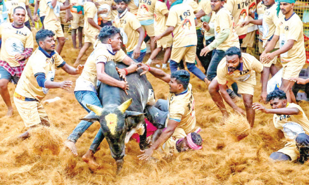 জাল্লিকাট্টু উৎসব