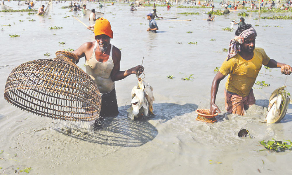 পলো বাওয়া উৎসব