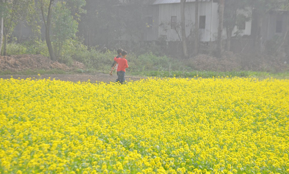 সরিষার ফুলে স্বপ্ন বুনছেন কৃষক